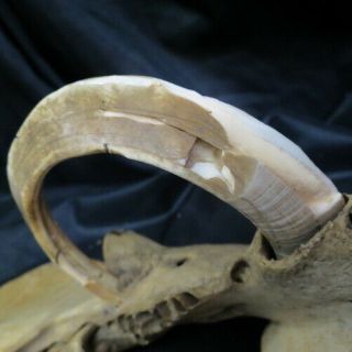 old wild BOAR TUSK in pig jawbone / full circle and grown into bone Indiana barn 6