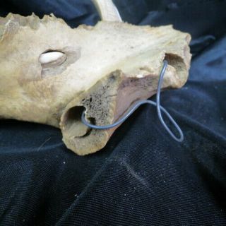 old wild BOAR TUSK in pig jawbone / full circle and grown into bone Indiana barn 7