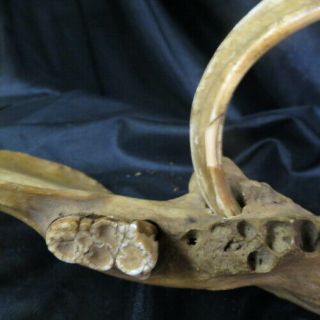 old wild BOAR TUSK in pig jawbone / full circle and grown into bone Indiana barn 8