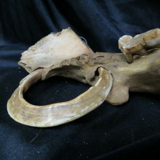 old wild BOAR TUSK in pig jawbone / full circle and grown into bone Indiana barn 9