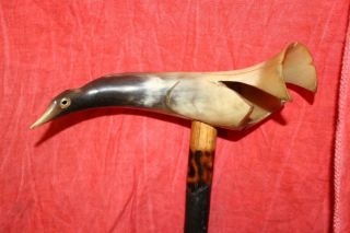 Heavy Horn Carved & Decorated Bird Handled Cane W/glass Eyes