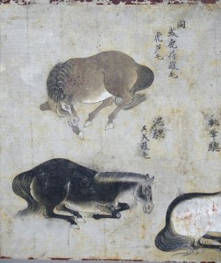 Fine antique Chinese 19th century scroll painting - 4 horses 3