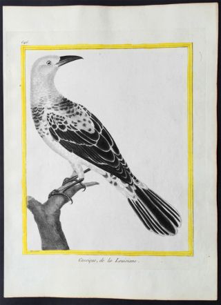 1775 Comte De Buffon Large Antique Ornithology Print North American Cacique Bird