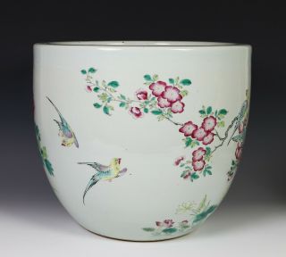 Large Antique Chinese Famille Rose Porcelain Planter Bowl w Birds - 19c 4