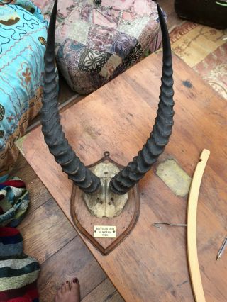 Antique Vintage Hunting Mounted Horns Plaque Reads Buffou’s Kob N.  Nigeria 1904