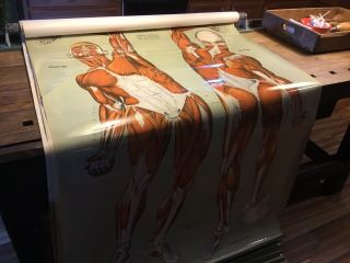 Antique NYSTROM 1922 Medical Human Anatomy Canvas Poster Charts Pull Down No.  10 3