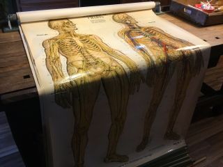 Antique NYSTROM 1922 Medical Human Anatomy Canvas Poster Charts Pull Down No.  10 4