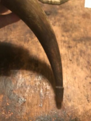 18th Century Rev War Carved Tip Powder Horn 10 Inches Carved Butt Cap 1780 7