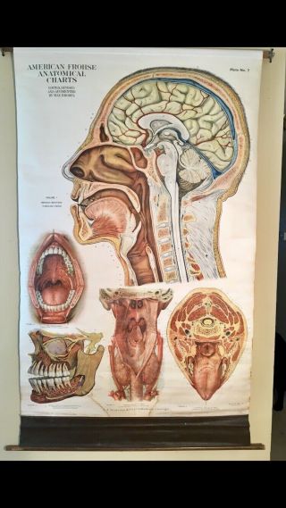 Vintage American Frohse Anatomical Chart 1919 - Max Brodel - Rare - Signed