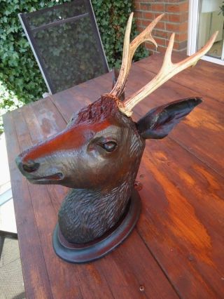Antique Black Forest Carved Wood Roe Deer - Antlers - Stag - Wood Carving - Hunt Trophy -