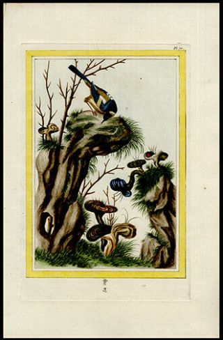 Asian Blue Bird & Florals 1776 Buchoz Hand - Colored Engraving Medicinal Botany
