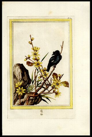 Asian Blackbird & Florals 1776 Buchoz Hand - Colored Engraving Medicinal Botany