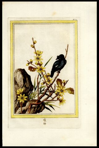 Asian Blackbird & Florals 1776 Buchoz Hand - Colored Engraving Medicinal Botany 2