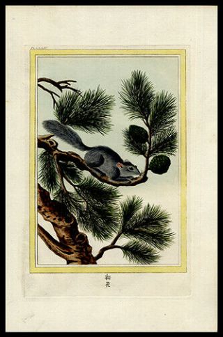 China Squirrel A Pine Tree 1776 Buchoz Hand - Colored Engraving Medicinal Botany