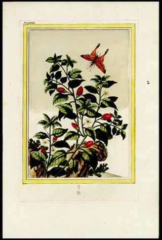 Orange Butterfly With Floral 1776 Buchoz Hand - Colored Engraving Medicinal Botany