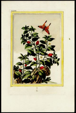 Orange Butterfly with Floral 1776 Buchoz Hand - Colored Engraving Medicinal Botany 2