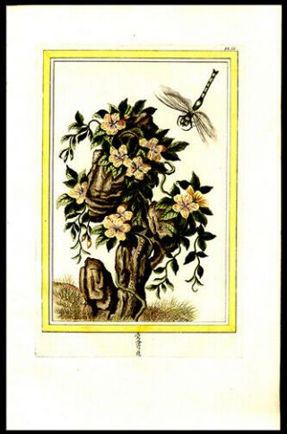1776 Rare Buchoz Hand - Colored Engraving Dragonfly & Florals Medicinal Oriental