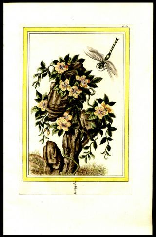 1776 Rare Buchoz Hand - Colored Engraving Dragonfly & Florals Medicinal Oriental 2