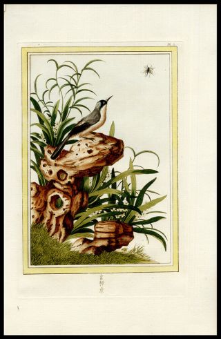 Floral Oriental Bird Insect 1776 Buchoz Hand - Colored Engraving Medicinal Botany 2