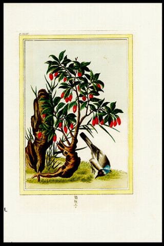 Oriental Blue Bird & Florals 1776 Buchoz Hand - Colored Engraving Medicinal Botany