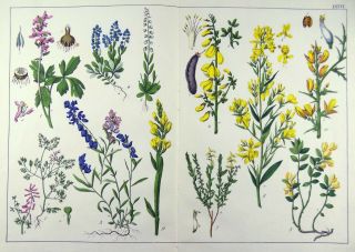 1874 Botanical Double Folio 39 Cm Fine Early Color Lithograph Hand Finished
