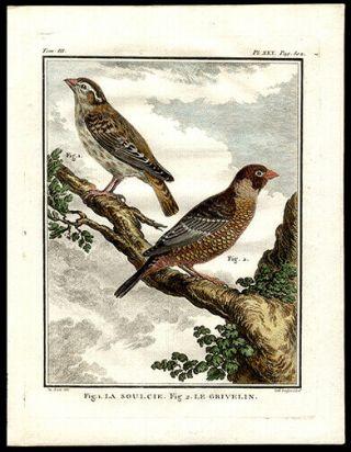 1786 Comte De Buffon Hand - Colored Engraving Ring Sparrow & The Grivelin Birds