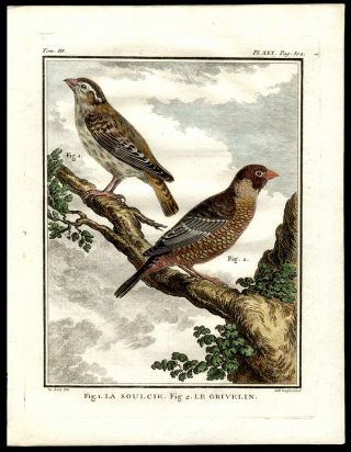 1786 Comte de Buffon Hand - Colored Engraving Ring Sparrow & The Grivelin Birds 2