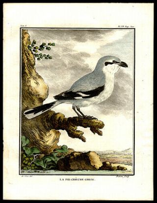 Comte De Buffon 1786 Hand - Colored Engraving The Great Gray Shrike Ornithology