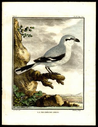 Comte de Buffon 1786 Hand - Colored Engraving The Great Gray Shrike Ornithology 2