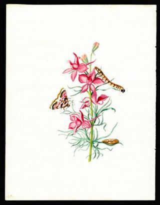 Caterpillar Orchid Moth 1713 Maria Sibylla Merian Prints Hand - Colored Engraving