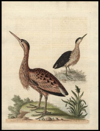 1760 George Edwards Print The Little Brown Bitten Hand - Colored Copper Engraving