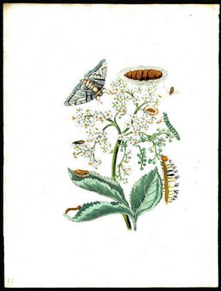 Flower Moth Caterpillar 1713 Maria Sibylla Merian Prints Hand - Colored Engraving