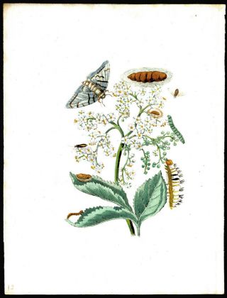 Flower Moth Caterpillar 1713 Maria Sibylla Merian Prints Hand - Colored Engraving 2