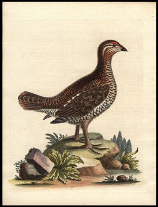 1743 George Edwards Brown & Spotted Heathcock Hand - Colored Copper Engraving
