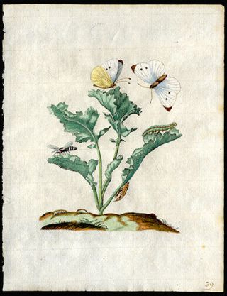 Orchid Moth Caterpillar 1713 Maria Sibylla Merian Prints Hand - Colored Engraving