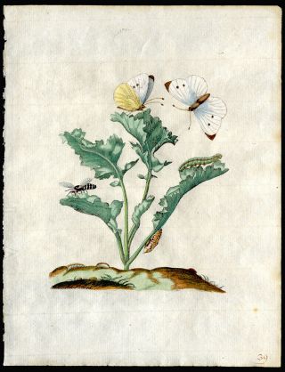 Orchid Moth Caterpillar 1713 Maria Sibylla Merian Prints Hand - Colored Engraving 2