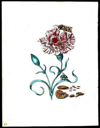 1713 Maria Sibylla Merian Prints Hand - Colored Engraving Carnation & Moths