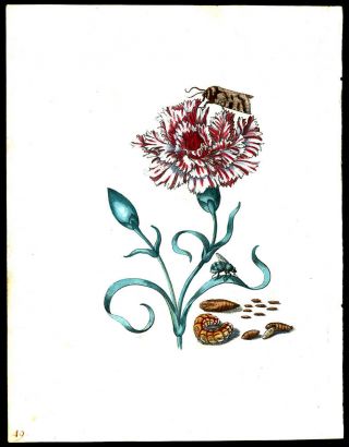 1713 Maria Sibylla Merian Prints Hand - Colored Engraving Carnation & Moths 2