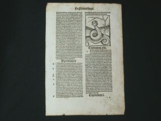 Rare Hortus Sanitatis Medical Incunabula Leaf,  Mainz,  Snake W/ Human Head,  1497