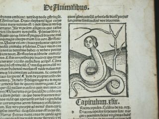 RARE Hortus Sanitatis Medical Incunabula Leaf,  Mainz,  Snake w/ Human Head,  1497 2