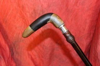 Rare Antique 2 Color Horn Handled Cane W/sterling Silver Collar & Brass Tip