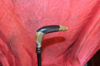 Rare Antique 2 Color Horn Handled Cane W/Sterling Silver Collar & Brass Tip 3