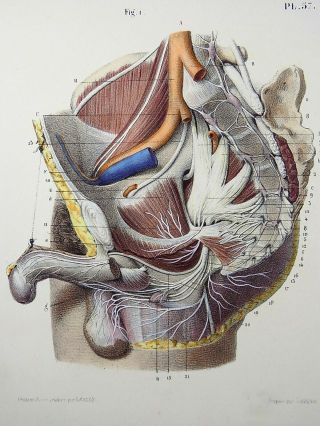 1853 Hirschfeld Anatomy Hand Colour Masterpiece Medical Illustration