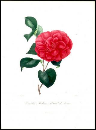 1841 Rev.  Berlese Vibrant Camellia Print Madame Adélaide Hand Colored Engraving