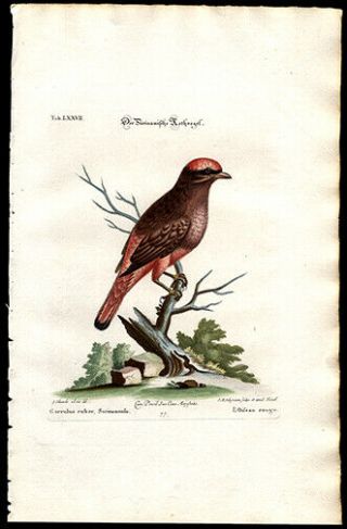 1749 Edwards & Seligmann Hand - Colored Engraving Suriname Roller Watermarked
