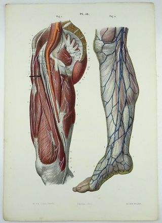 1853 Hirschfeld Anatomy Medicine Hand Color Masterpiece Medical Illustration