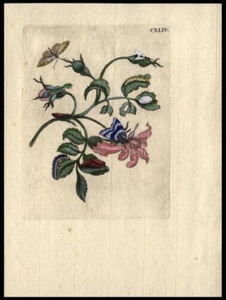 Flowers & Butterflies 1717 Famous Naturalist Maria Sibylla Merian Engraving