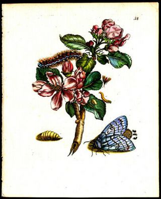 1717 Famous Naturalist Maria Sibylla Merian Engraving Apple Blossoms Blue Moth