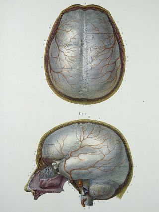 1853 Hirschfeld Anatomy Brain Handcolor Masterpiece Medical Illustration