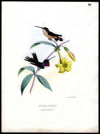 Rare 1877 Martial Etienne Mulsant Vividly Hand - Colored Lithograph Hummingbirds